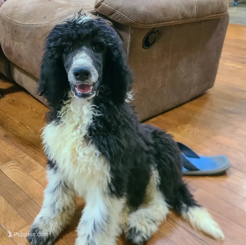 Obsidian – Poodle - Standard  puppy for sale in Bremen, GA