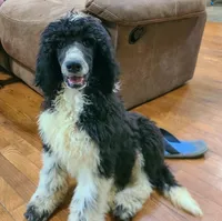 Obsidian, a male Poodle - Standard  for sale in Bremen, GA – 1 of 3