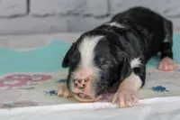 Tiramisu, a female Aussiedoodle for sale in Bremen, GA – 3 of 3