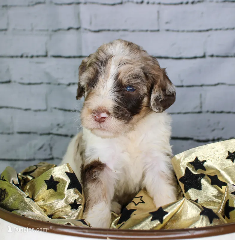 Biscotti – Aussiedoodle puppy for sale in Bremen, GA