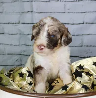 Biscotti, a female Aussiedoodle for sale in Bremen, GA – 2 of 5