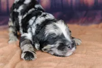 Macaron, a female Aussiedoodle for sale in Bremen, GA – 5 of 5