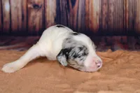 Cannoli, a female Aussiedoodle for sale in Bremen, GA – 5 of 5