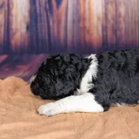 Churro, a female Aussiedoodle for sale in Bremen, GA – 2 of 2