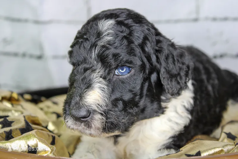 Churro – Aussiedoodle puppy for sale in Bremen, GA