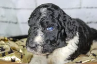 Churro, a female Aussiedoodle for sale in Bremen, GA – 2 of 4