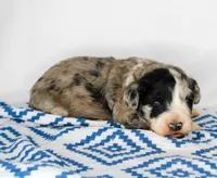 processed/20f57480-2efe-45a3-bcbb-58fa08c693ae/listing/5665c4fb-cec1-43b2-acf6-adf67d0495fd/c8f449cc-fbdb-4ebe-b3ce-7fcad2d0050a