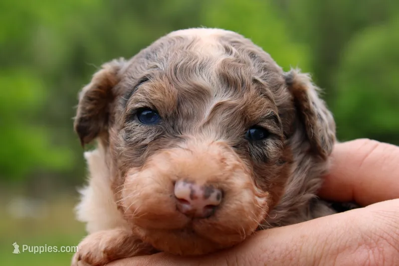 Harry - Miniature Aussiedoodle – Miniature Aussiedoodle puppy for sale in Bremen, GA