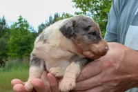 Harry - Miniature Aussiedoodle, a male Miniature Aussiedoodle for sale in Bremen, GA – Photo 7 of 7