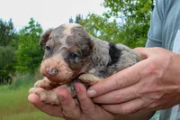 Harry - Miniature Aussiedoodle, a male Miniature Aussiedoodle for sale in Bremen, GA – Photo 5 of 7