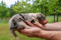 Harry - Miniature Aussiedoodle, a male Miniature Aussiedoodle for sale in Bremen, GA – Photo 3 of 7