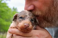 Harry - Miniature Aussiedoodle, a male Miniature Aussiedoodle for sale in Bremen, GA – Photo 2 of 7