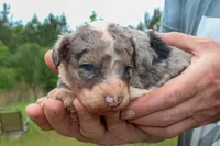 Harry - Miniature Aussiedoodle, a male Miniature Aussiedoodle for sale in Bremen, GA – Photo 4 of 7