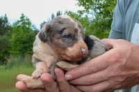 Harry - Miniature Aussiedoodle, a male Miniature Aussiedoodle for sale in Bremen, GA – Photo 6 of 7