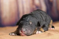 processed/20f57480-2efe-45a3-bcbb-58fa08c693ae/listing/57117107-16dc-46b7-b8b7-acc25505139d/616e3298-47d9-4d73-980d-fddc455f4e66