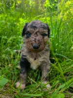 Lloyd - Miniature Aussiedoodle, a male Aussiedoodle for sale in Bremen, GA – 2 of 7