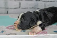 Tiramisu, a female Aussiedoodle for sale in Bremen, GA – 1 of 3