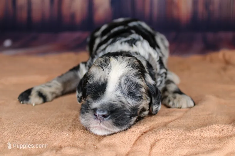 Macaron – Aussiedoodle puppy for sale in Bremen, GA