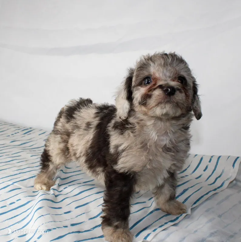 Upcoming F1 Mini Aussiedoodles