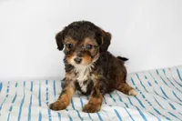 Upcoming F1 Mini Aussiedoodles, a  Aussiedoodle for sale in Bremen, GA – Photo 2 of 2