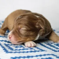 Merry - Small Toy, a male Aussiedoodle for sale in Bremen, GA – Photo 8 of 10