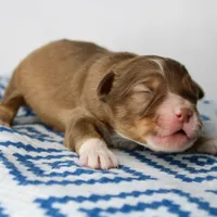 Merry - Small Toy, a male Aussiedoodle for sale in Bremen, GA – Photo 10 of 10