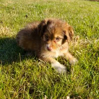 Merry - Small Toy, a male Aussiedoodle for sale in Bremen, GA – Photo 4 of 10