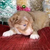 Merry - Small Toy, a male Aussiedoodle for sale in Bremen, GA – Photo 7 of 10