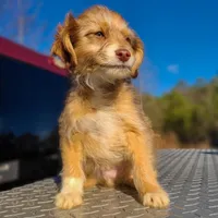 Merry - Small Toy, a male Aussiedoodle for sale in Bremen, GA – Photo 1 of 10