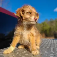 Merry - Small Toy, a male Aussiedoodle for sale in Bremen, GA – Photo 2 of 10