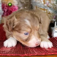 Merry - Small Toy, a male Aussiedoodle for sale in Bremen, GA – Photo 6 of 10
