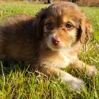Merry - Small Toy, a male Aussiedoodle for sale in Bremen, GA – Photo 3 of 10