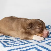 Merry - Small Toy, a male Aussiedoodle for sale in Bremen, GA – Photo 9 of 10