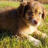 Merry - Small Toy, a male Aussiedoodle for sale in Bremen, GA – Photo 5 of 10