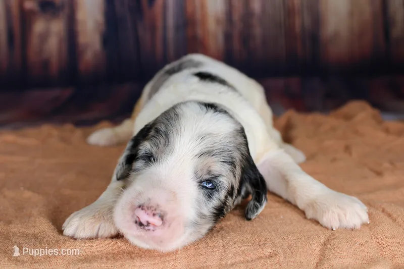 Cannoli – Aussiedoodle puppy for sale in Bremen, GA