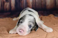 Cannoli, a female Aussiedoodle for sale in Bremen, GA – 1 of 5