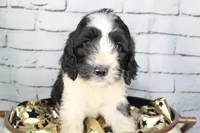 Tiramisu, a female Aussiedoodle for sale in Bremen, GA – 1 of 5