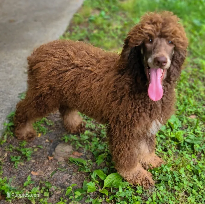 Ruby – Poodle - Standard  puppy for sale in Bremen, GA