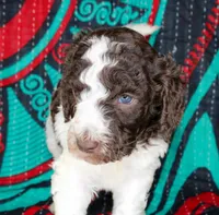 Jasper, a male Poodle - Standard  for sale in Bremen, GA – Photo 2 of 2