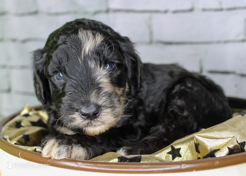 Baklava – Aussiedoodle puppy for sale in Bremen, GA