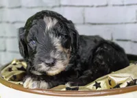 Baklava, a female Aussiedoodle for sale in Bremen, GA – 2 of 4