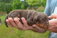 Moon - Toy Aussiedoodle, a female Aussiedoodle for sale in Bremen, GA – Photo 7 of 7