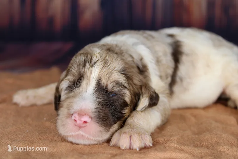 Biscotti – Aussiedoodle puppy for sale in Bremen, GA
