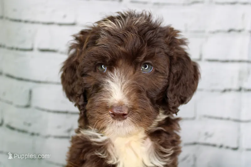 Cheesecake – Aussiedoodle puppy for sale in Bremen, GA