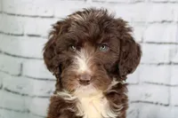 Cheesecake, a female Aussiedoodle for sale in Bremen, GA – 1 of 4