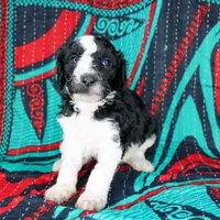 Onyx, a male Poodle - Standard  for sale in Bremen, GA – Photo 2 of 2