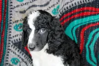 Onyx, a male Poodle - Standard  for sale in Bremen, GA – Photo 1 of 2