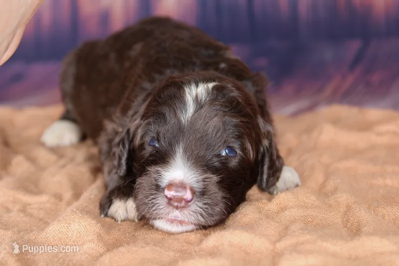 Cheesecake – Aussiedoodle puppy for sale in Bremen, GA