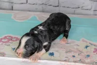 Tiramisu, a female Aussiedoodle for sale in Bremen, GA – 2 of 3