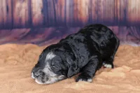 Baklava, a female Aussiedoodle for sale in Bremen, GA – 2 of 2